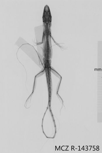 Media type: image;   Herpetology R-143758 Aspect: dorsoventral x-ray